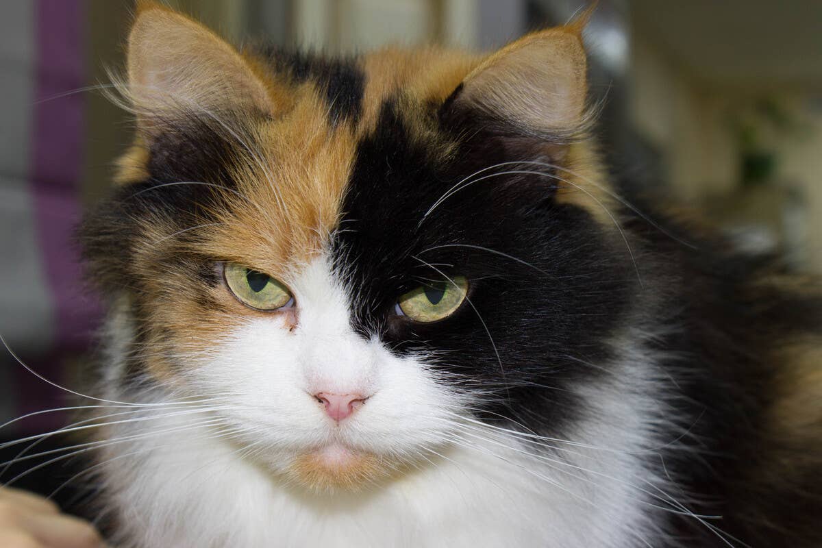 Fluffy Cat With Big Spicy Feelings Has the Funniest 'Love Language ...