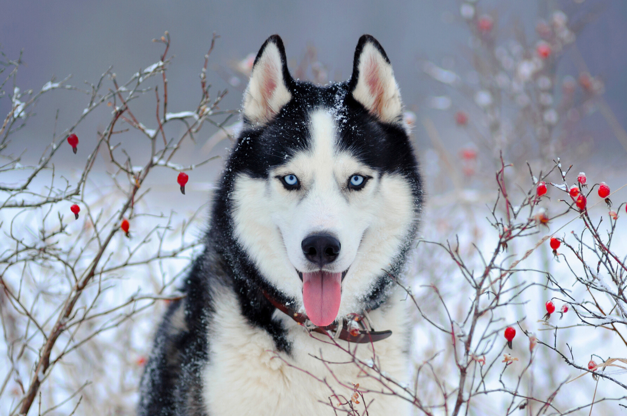 6 Cold-Weather Dog Breeds Made for Chilly Falls & Winters - Parade Pets