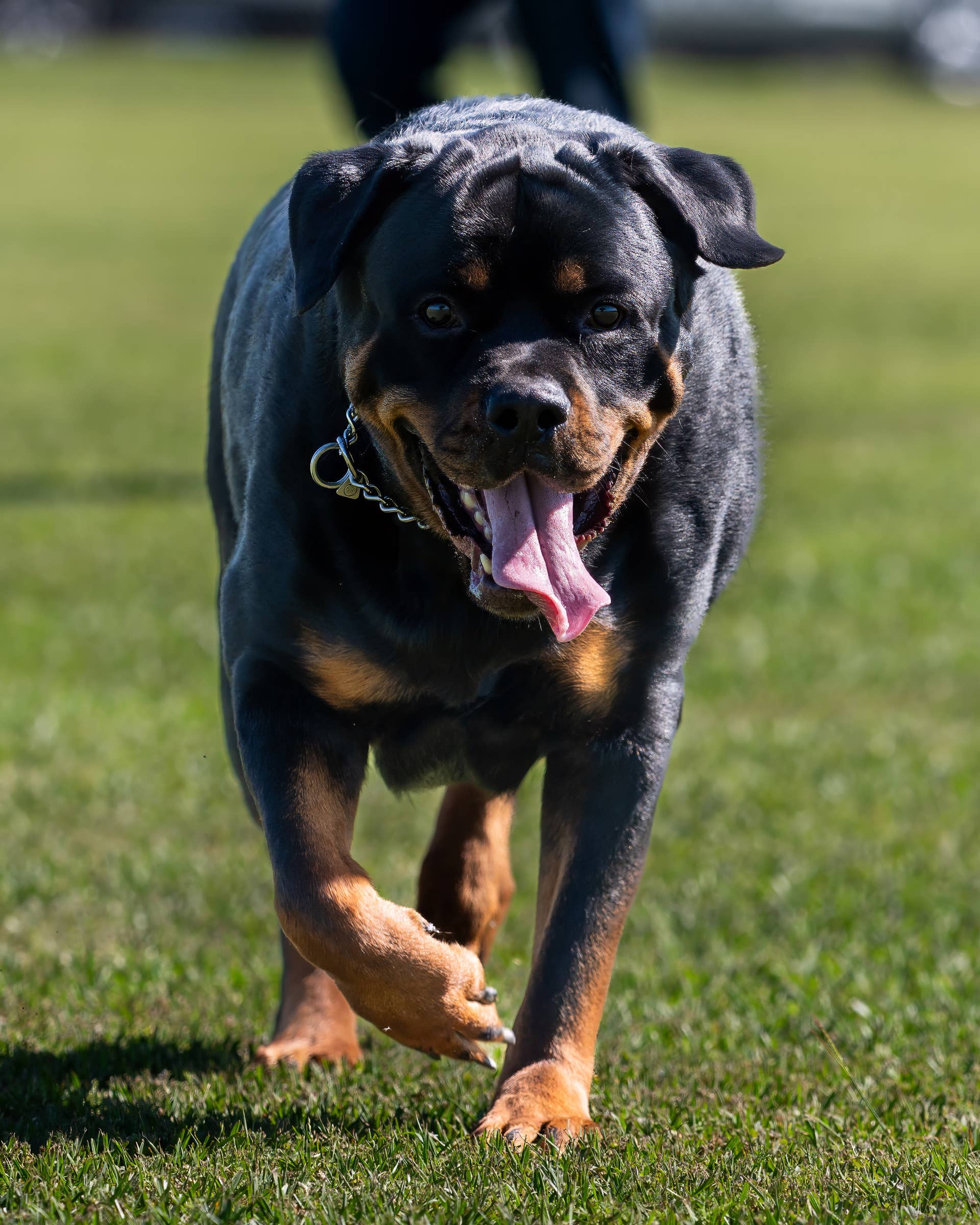 7 Ride-or-Die Dog Breed, According to Experts - Parade Pets