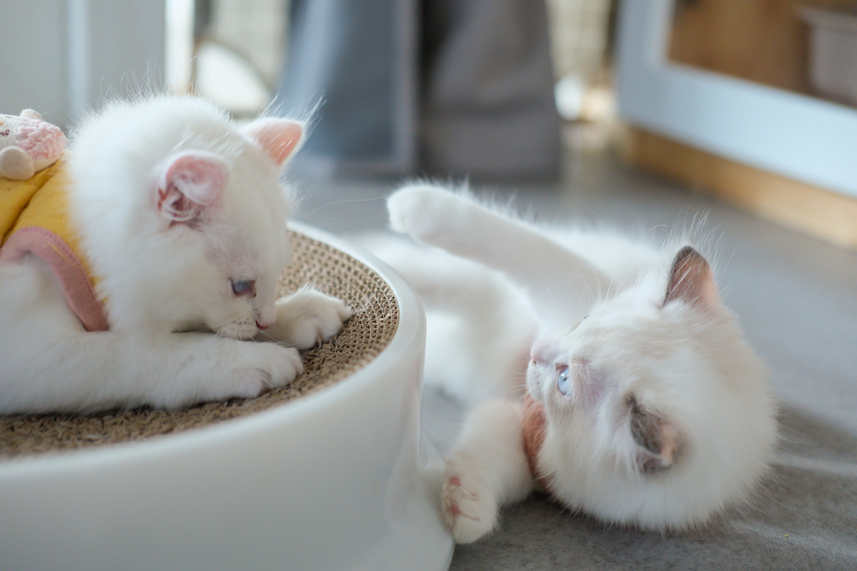 Two Adorable Ragdoll Cats Got a Ball Pit and Instantly Turned Into ...
