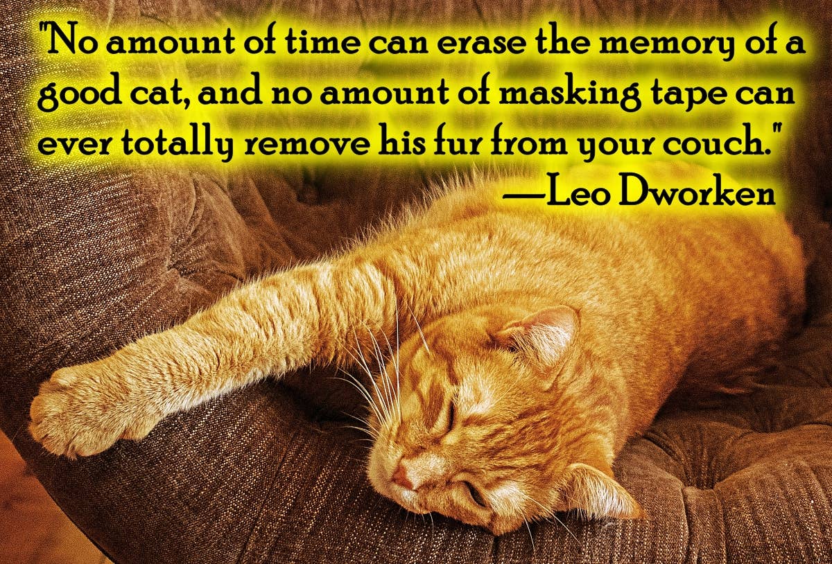 105 Comforting Pet Condolence Messages and Pet Sympathy Quotes - Parade Pets