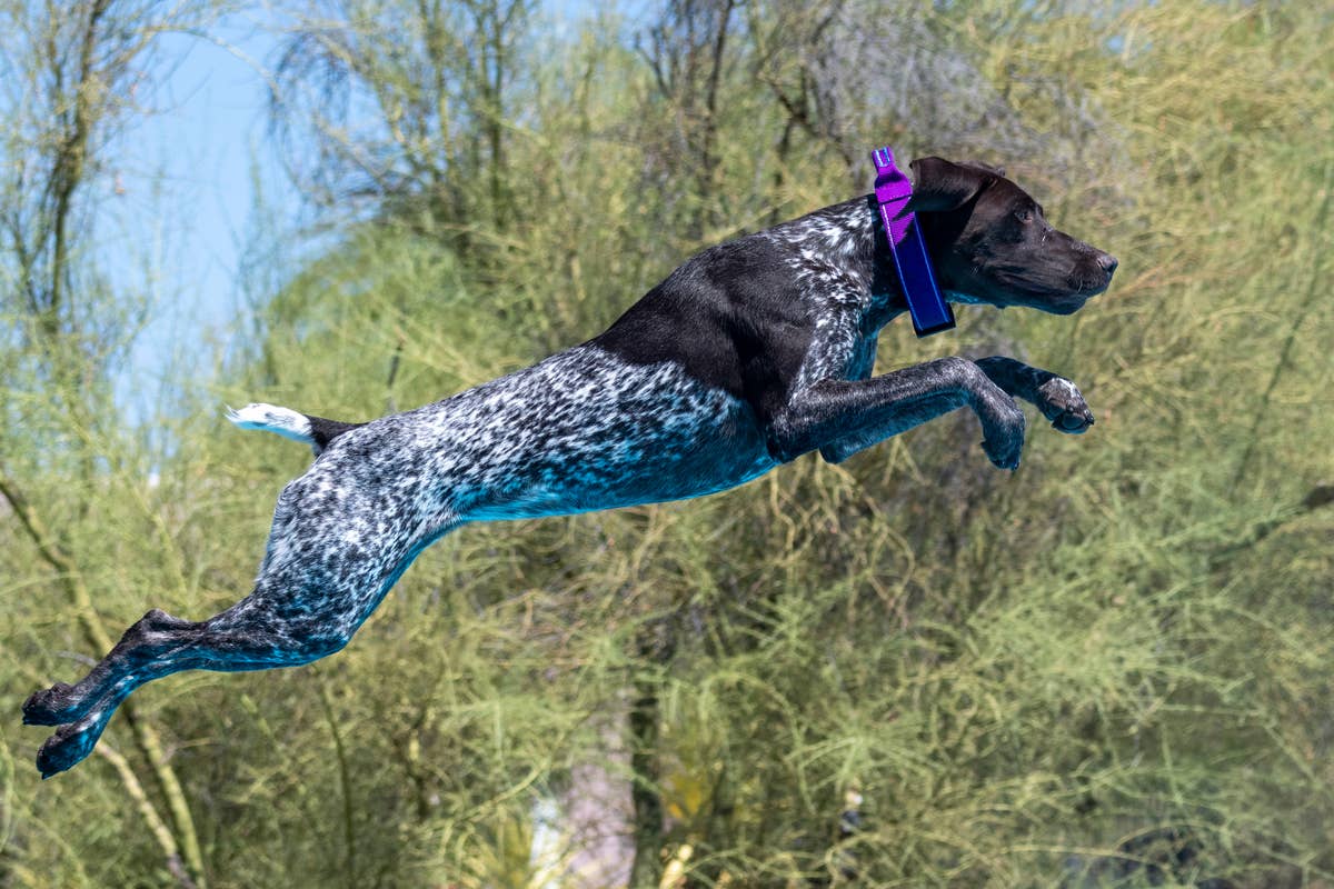 German Shorthaired Pointer Puppy Hunting a Stuffie Like a Pro Is Too ...