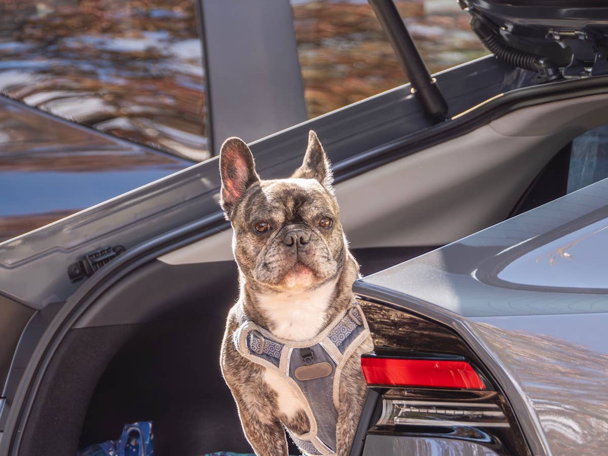 Frenchie Car Frenchie Shop Walter Talking French Bulldog Frenchie's Dog Park Meltdown Is  Pure Toddler Tantrum Vibes