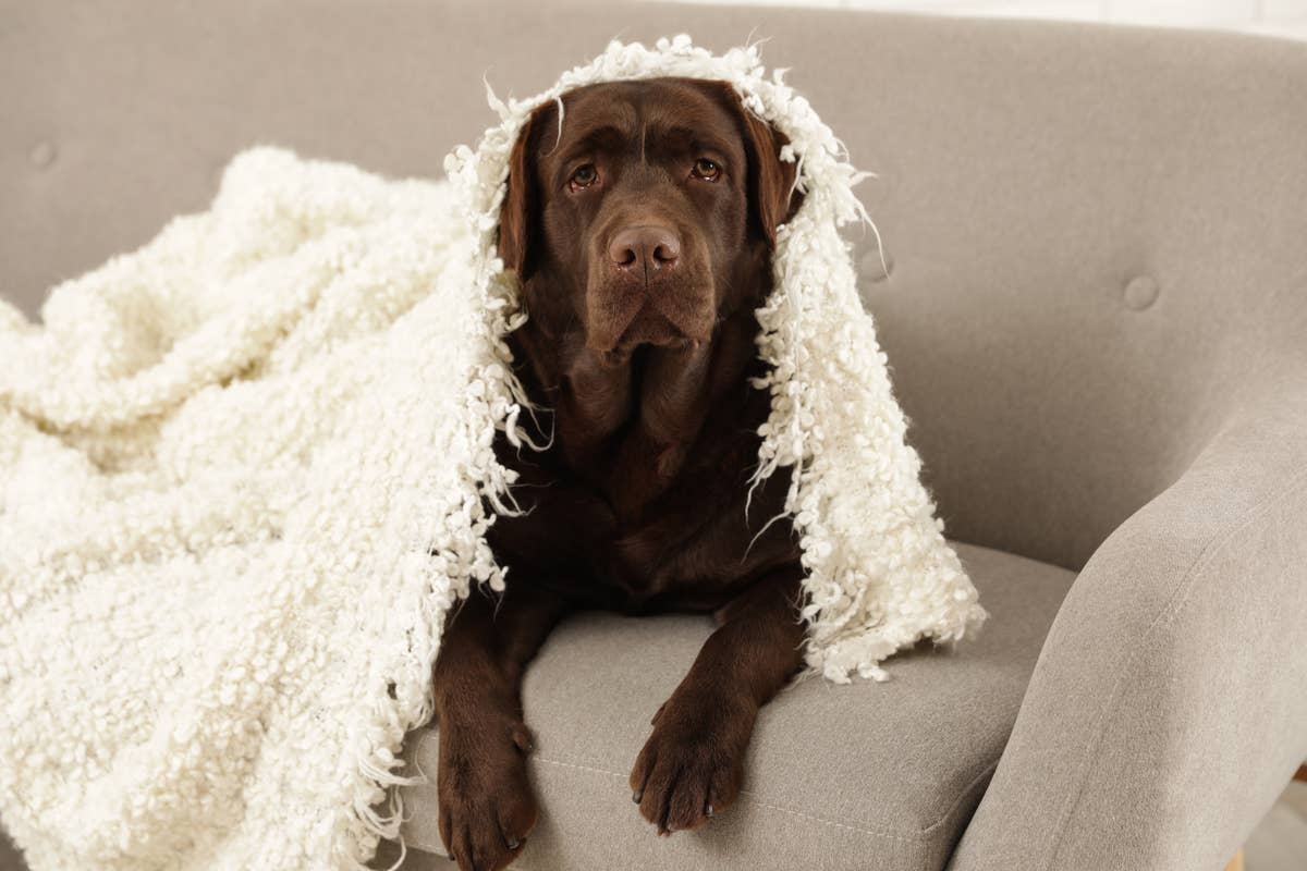 Chocolate Labrador Who Clearly 'Speaks English' Has the Internet ...