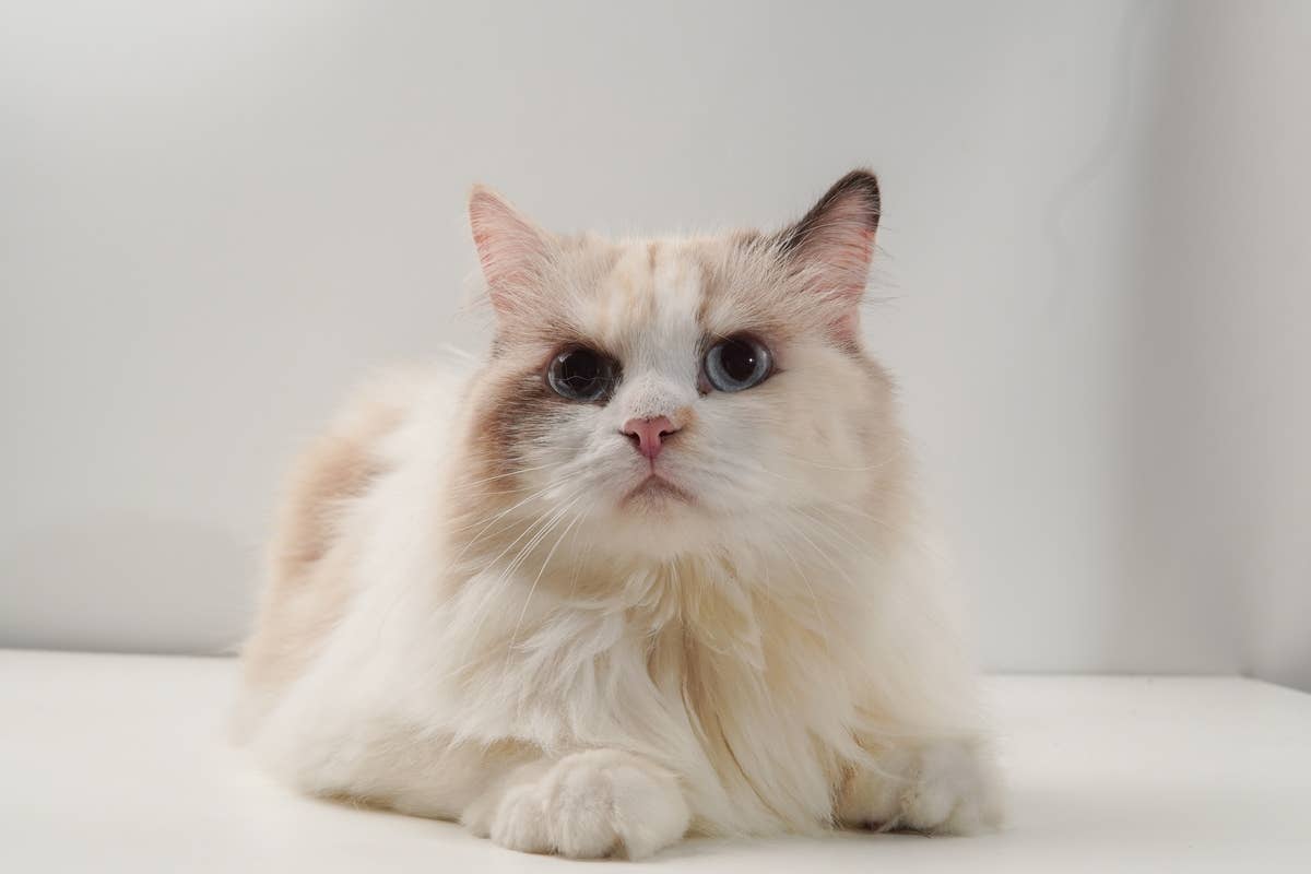 Ragdoll Cat With Sparkling Turquoise Eyes Shows off Adorable 'Puss in ...