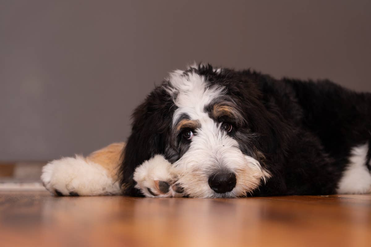 Floppy Tri Color Bernedoodle Looks Like A Melted S more and Everyone s floppy-tri-color-bernedoodle-looks-like-a-melted-s-more-and-everyone-s