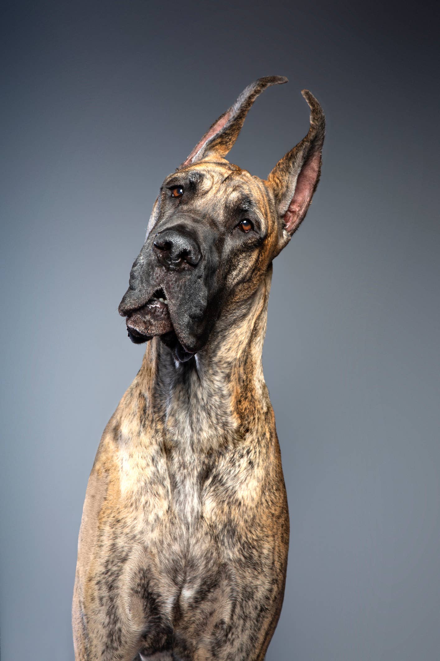 Are Great Danes Good Pets? A Trainer Weighs In - Parade Pets
