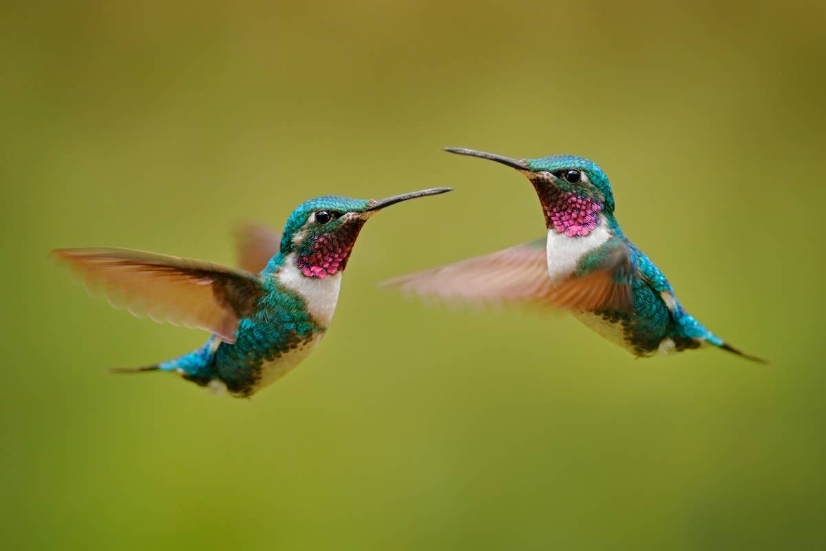 Swarm of Hummingbirds Greeting Woman Make Her Look Like Snow White In ...