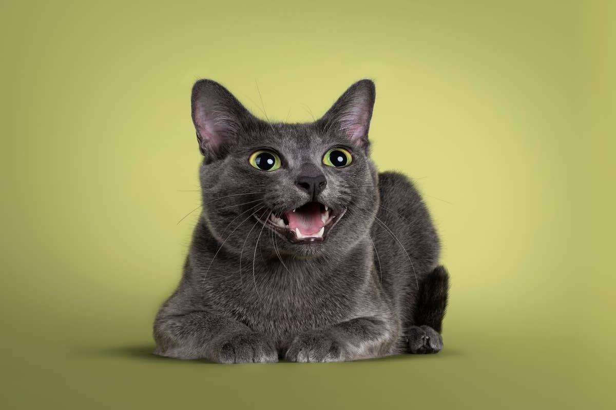 Gray Cat Goes Viral After 'Singing' With Mom and Understanding the ...