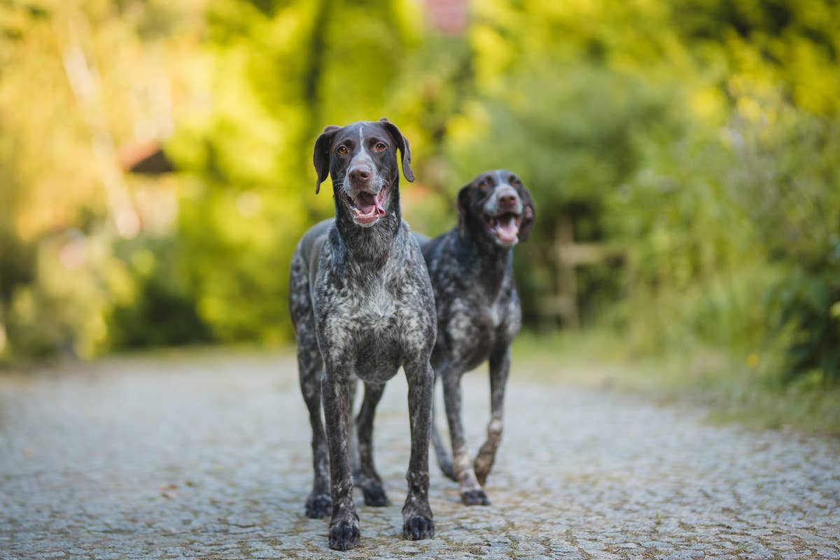 German Shorthaired Pointer’s Sweet Devotion to Baby Sibling Is Pure ...