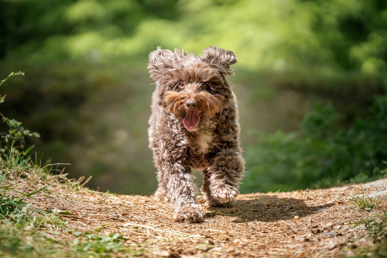 7 Versatile Dog Breeds, According to Experts - Parade Pets
