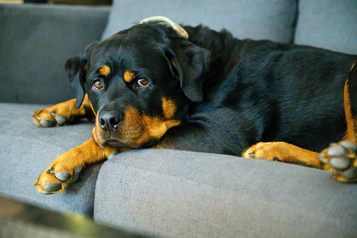 Rottweiler Puppy's Tender Playtime Moment With Human Baby Is Pure ...