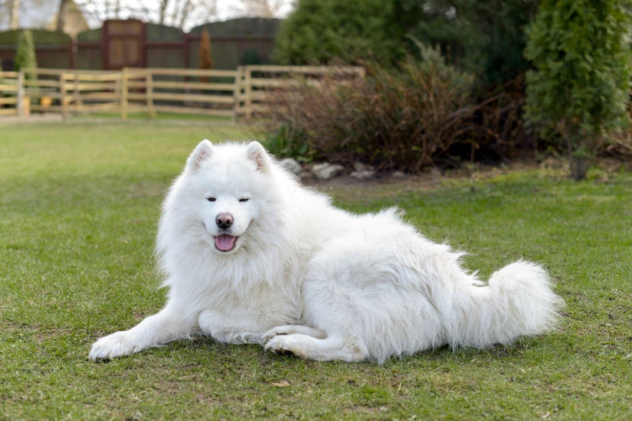7 Double-Coated Dogs That'll Stay by Your Side, Say Experts - Parade Pets