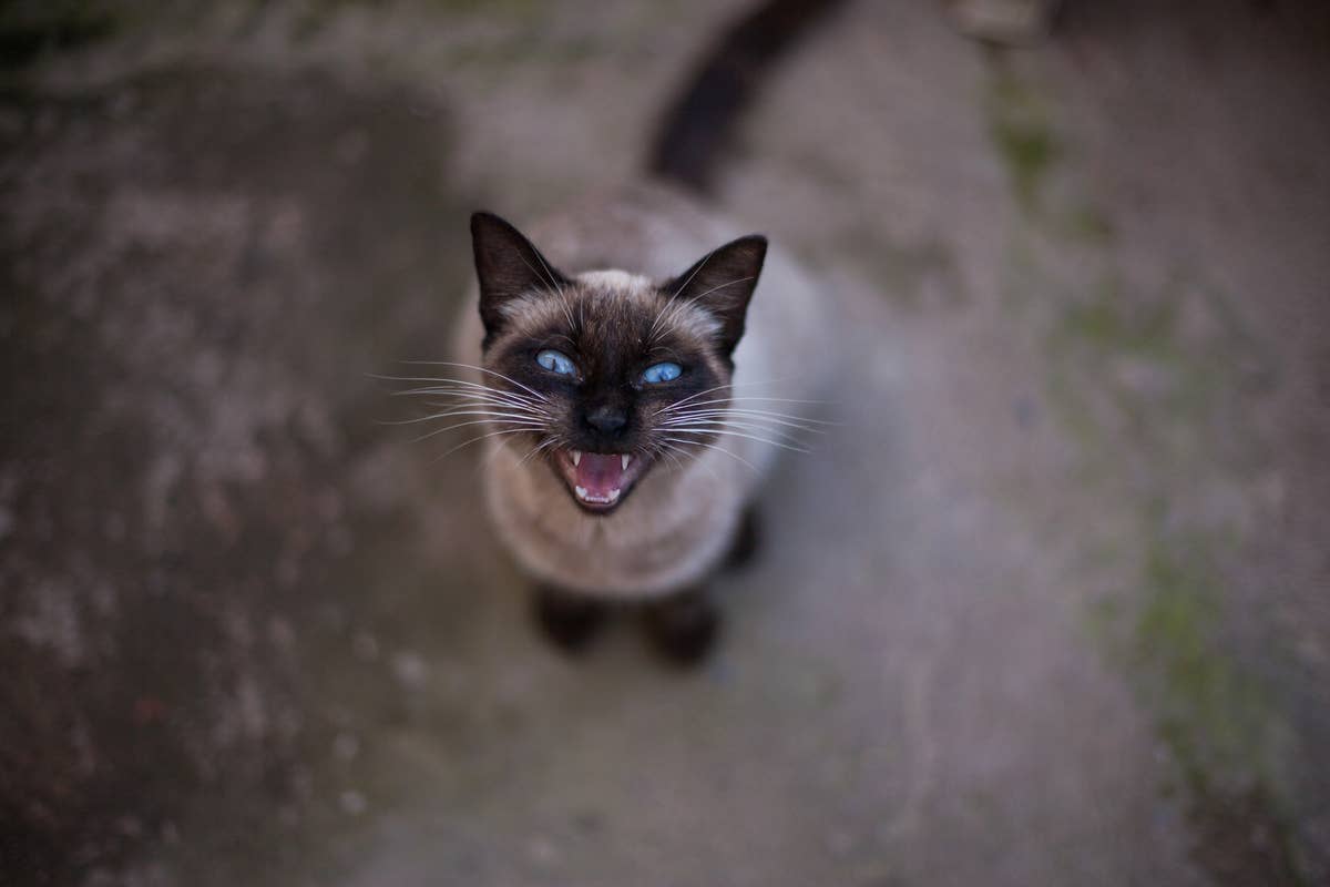 Vocal Siamese Cat Clearly Says She's 'Batman' in Mind-Blowing Clip ...