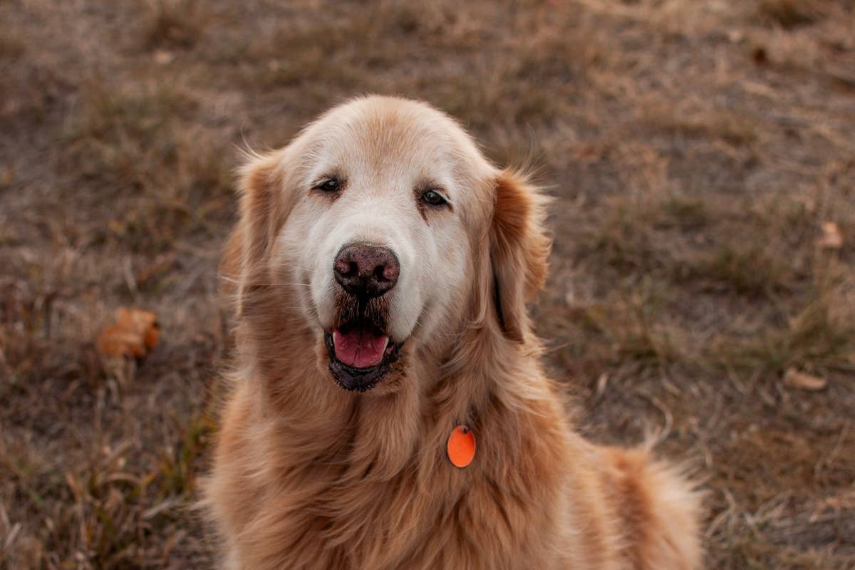 Senior Golden Retriever Who Lived in a Shed His Whole Life Gets ...