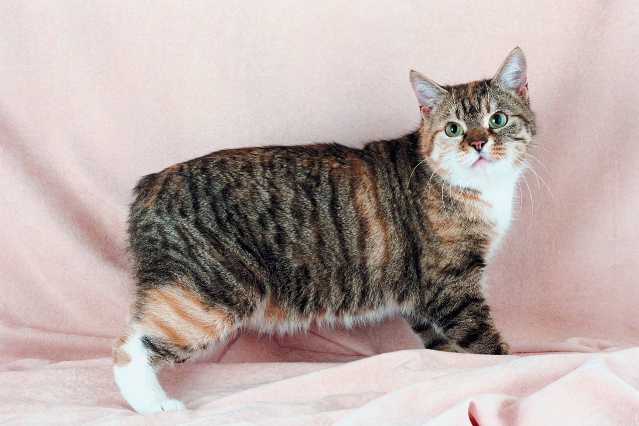 7 Cats That Act Like Dogs, According to Experts - Parade Pets
