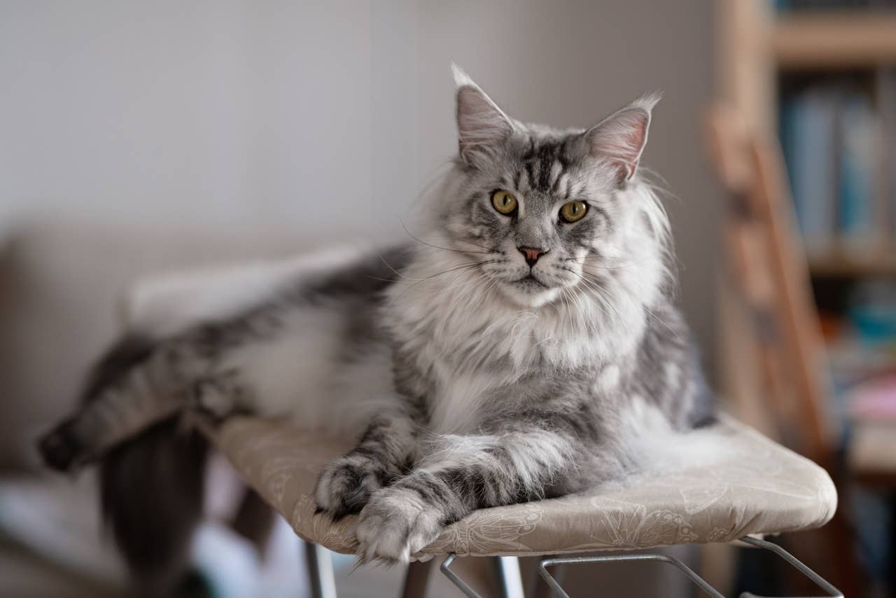 7 Cats That Act Like Dogs, According to Experts - Parade Pets