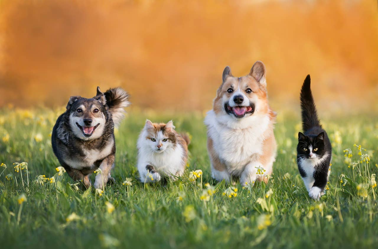 7 Cats That Act Like Dogs, According to Experts - Parade Pets