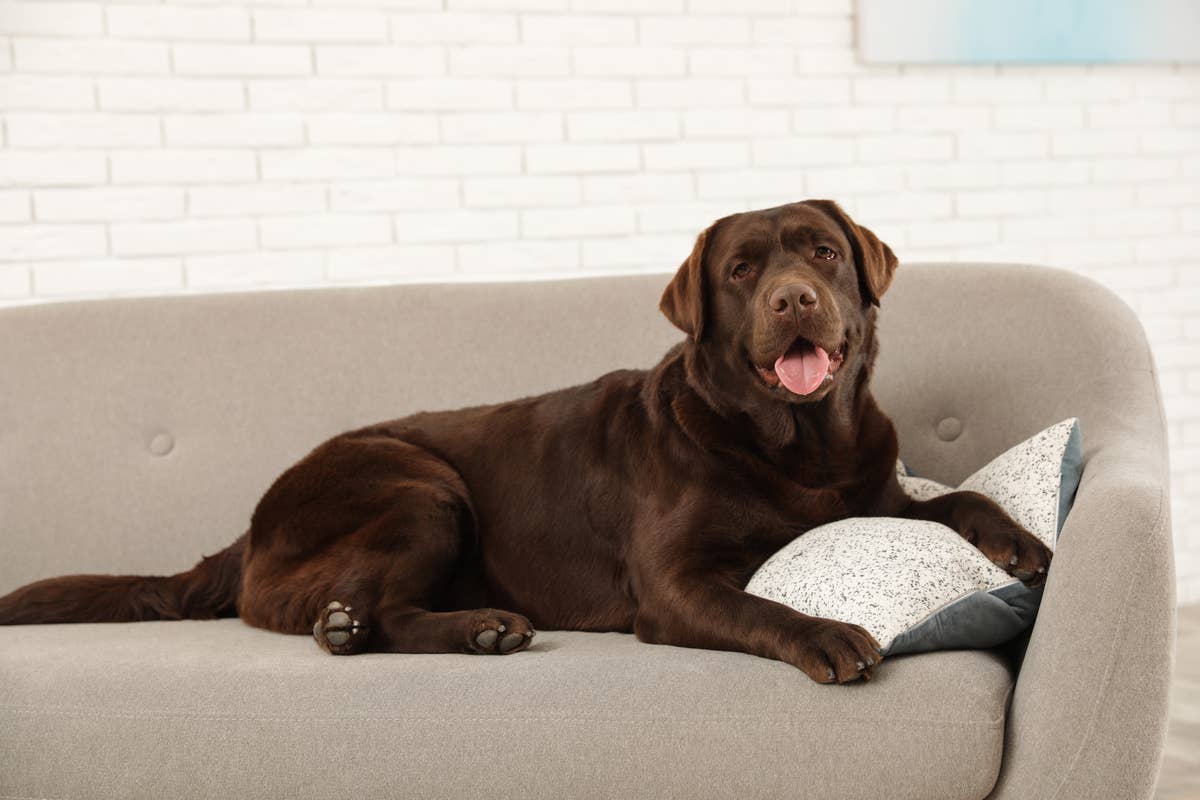 Chocolate Lab and Dad Share Sweet Sunday Football Snuggles - Parade Pets