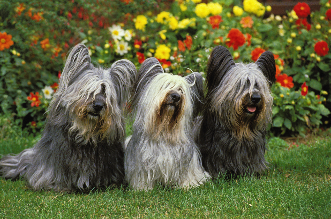 Nice Terriers 31 Terrier Dog Breeds—The Ultimate List of Terriers to Love - Parade Pets
