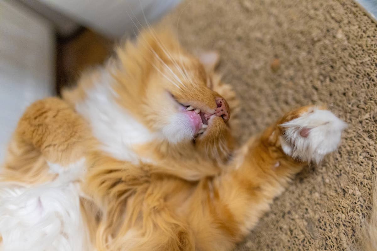 sleeping-maine-coon-cat.jpg
