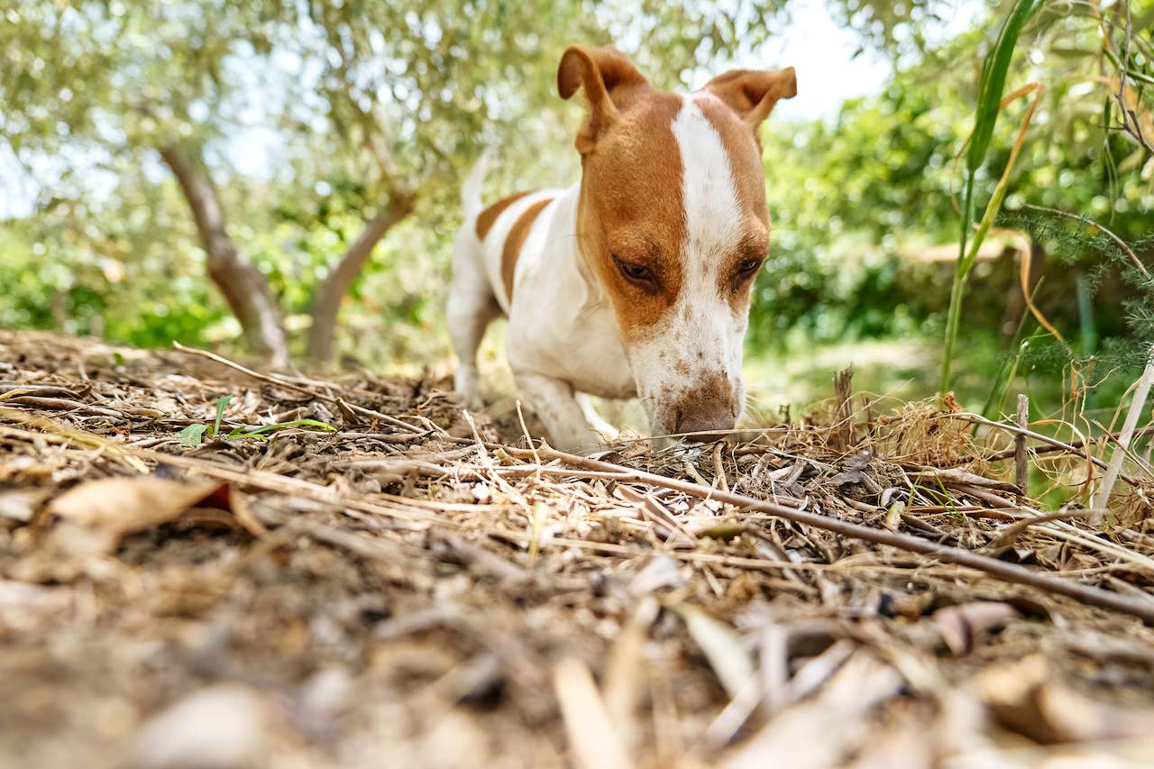 Why Do Dogs Eat Dirt? Causes, Treatments, Vet Tips - Parade Pets