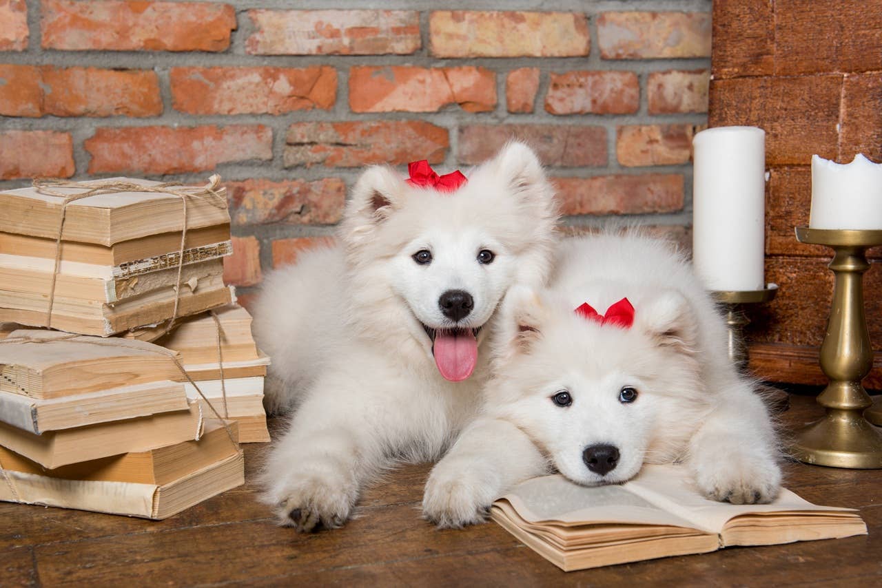 Two Dogs Reading 6 Best Dogs for Book Lovers & Homebodies Craving a Companion - Parade Pets