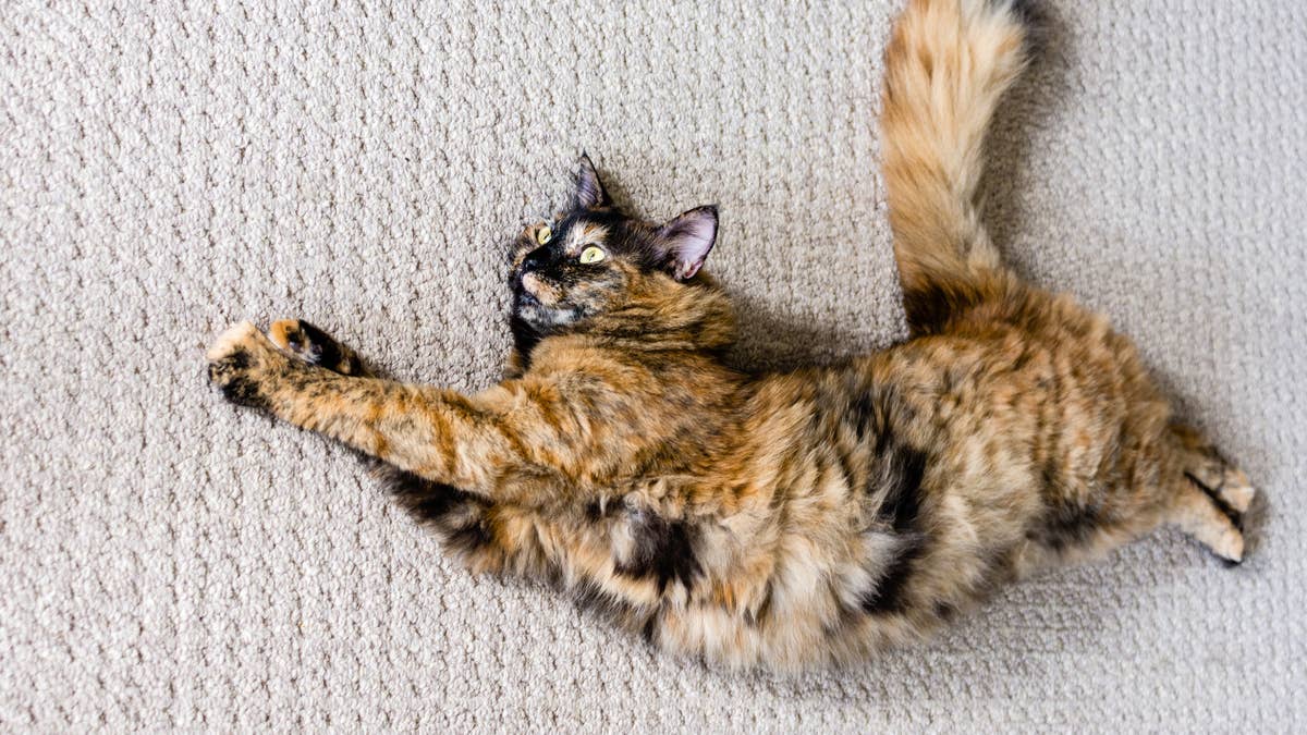 Gorgeous 'Kaleidoscopic' Cat ShowsoOff Extremely Rare Split-Color ...