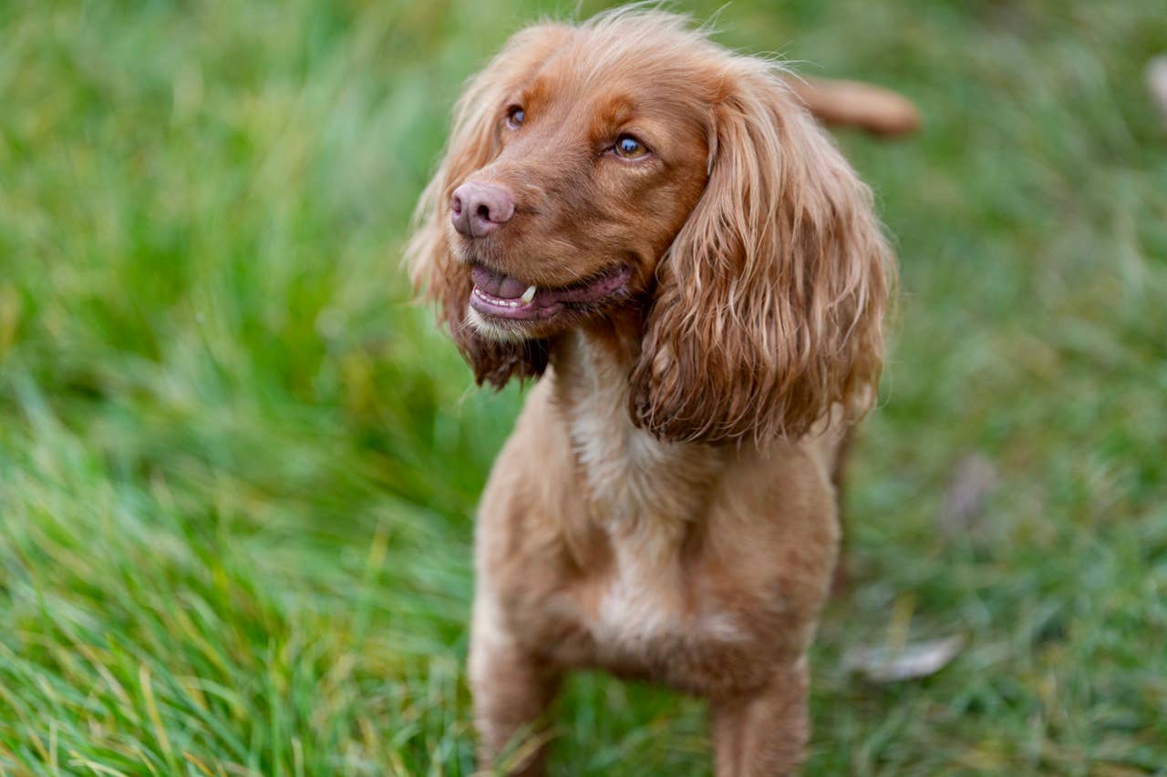 6 Types of Spaniels Who Will Instantly Love You, Experts Say