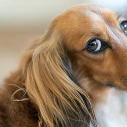 Tiny Dachshund’s ‘Baking Skills’ Are So Impressive Even Major Food ...