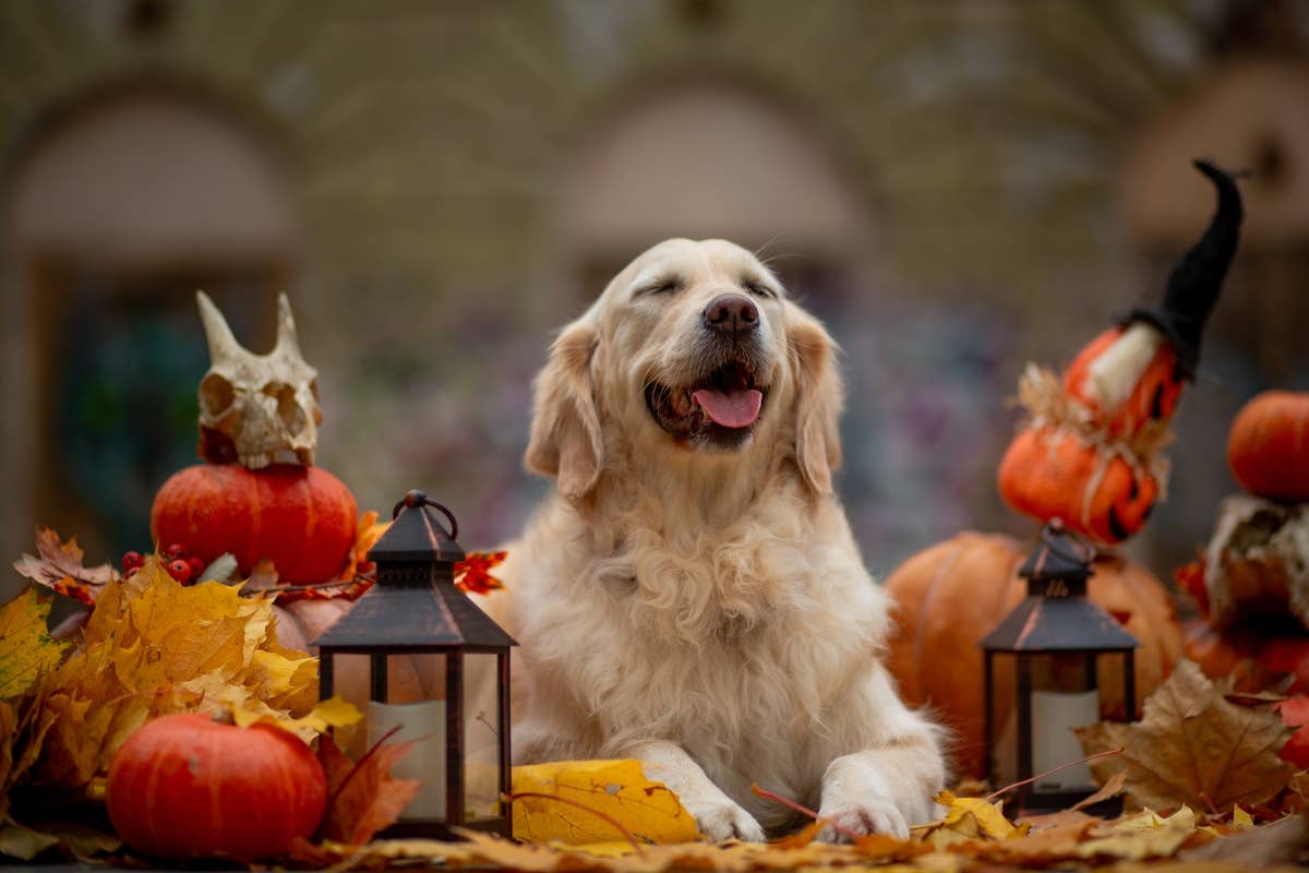 A happy Golden Retriever closes his eyes while posing standing on his hind legs outside with pumpkins and autumn decorations.