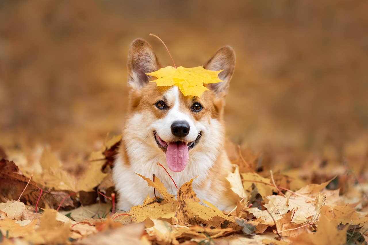 Fall Names For Dogs 200+ Fall Dog Names That Are Cute, Unique and Seasonal - Parade Pets