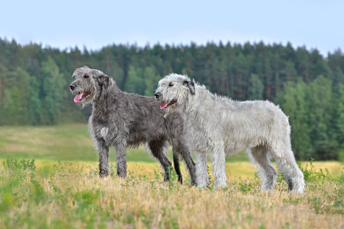 Irish Wolfhounds Frolicking in the Countryside Looks Like