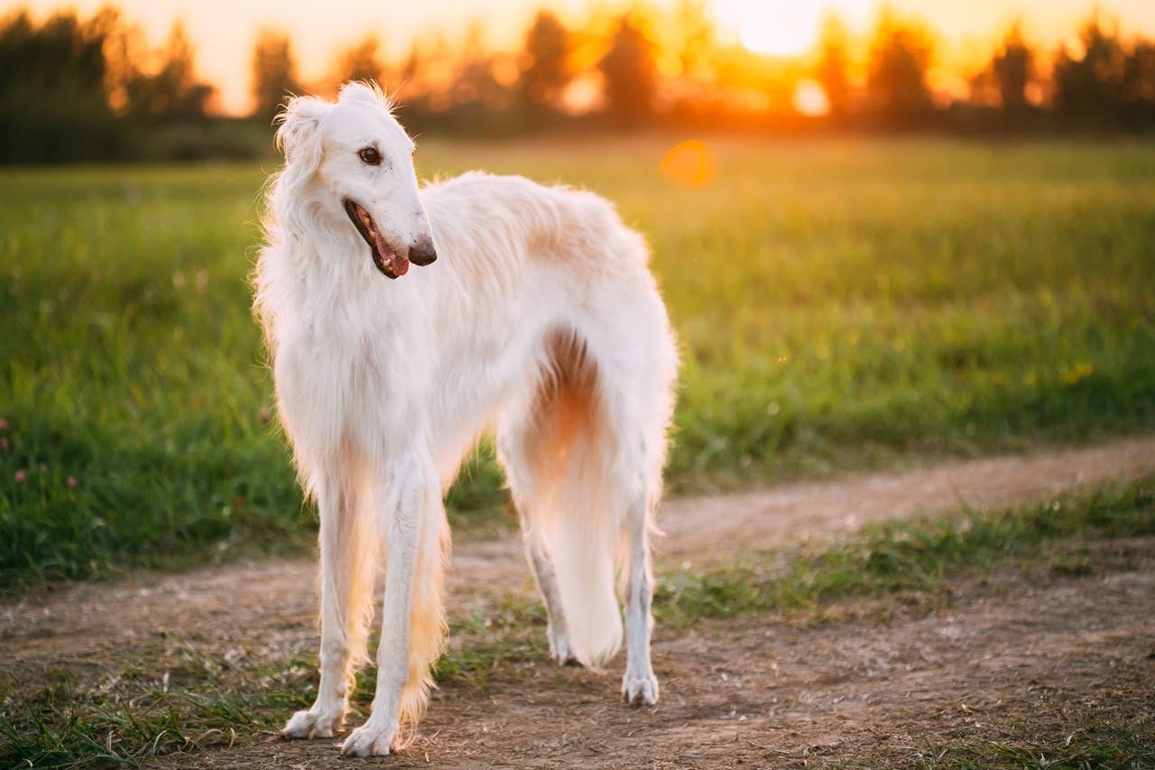 Dogs In Russia 7 Russian Dog Breeds That’ll Make You Say “Aww,