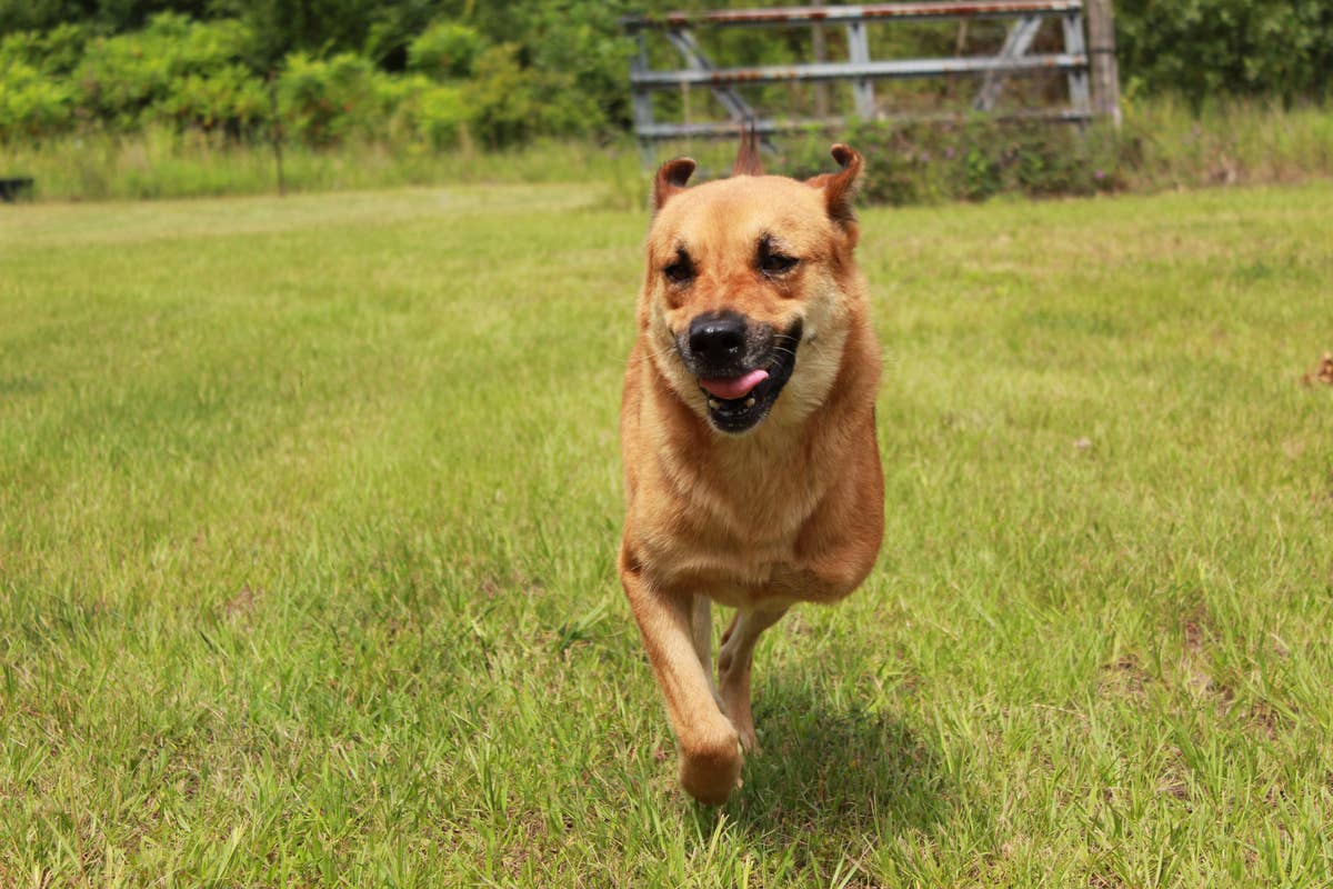 3-Legged Puppy Who Was 'About to Be Poisoned' Is Now 'Deliriously Happy ...