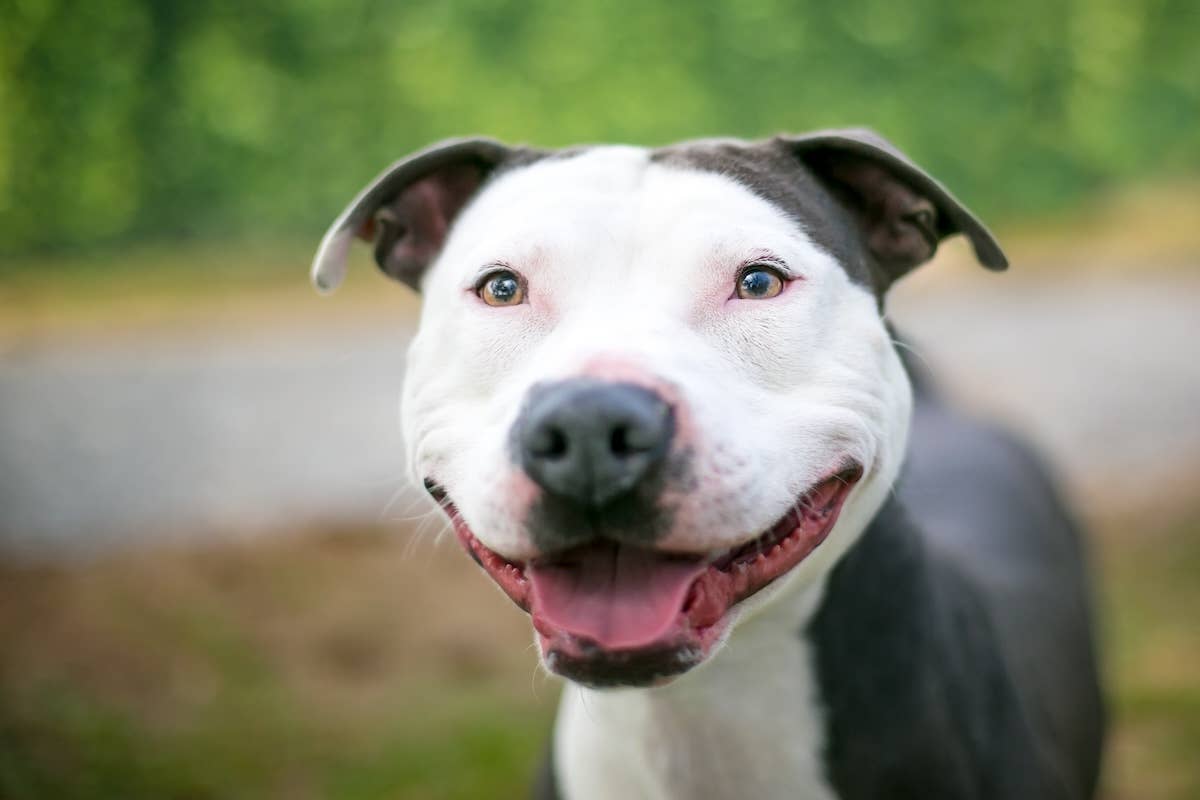 ‘World’s Happiest’ Abandoned Dog Has the Most Amazing Smile - Parade Pets