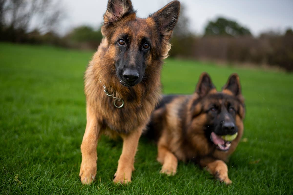 german-shepherd-guards-day-care-girlfriend-like-the-best-boy-parade-pets