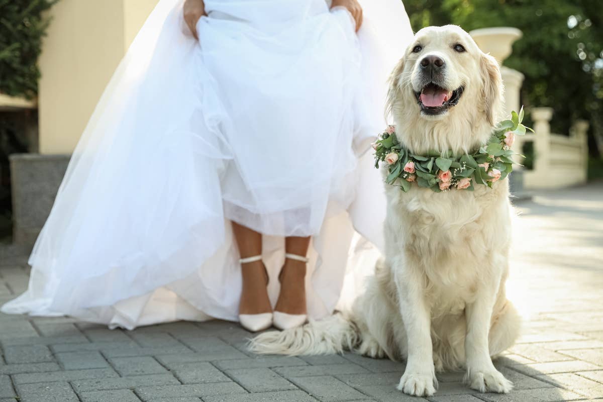 Proud Golden Retriever Serves as Witness in Parents' Wedding in Precious Clip - Parade Pets Proud Golden Retriever Serves as Witness in Parents' Wedding in Precious Clip - Parade Pets