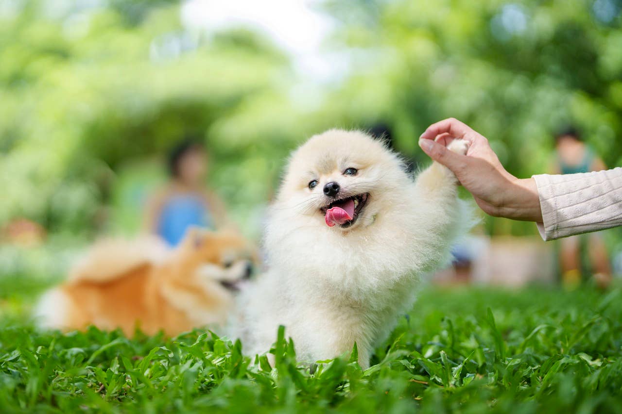 Pyramind Dog 7 Signs Your Dog Is Incredibly Loyal, According to Experts - Parade Pets