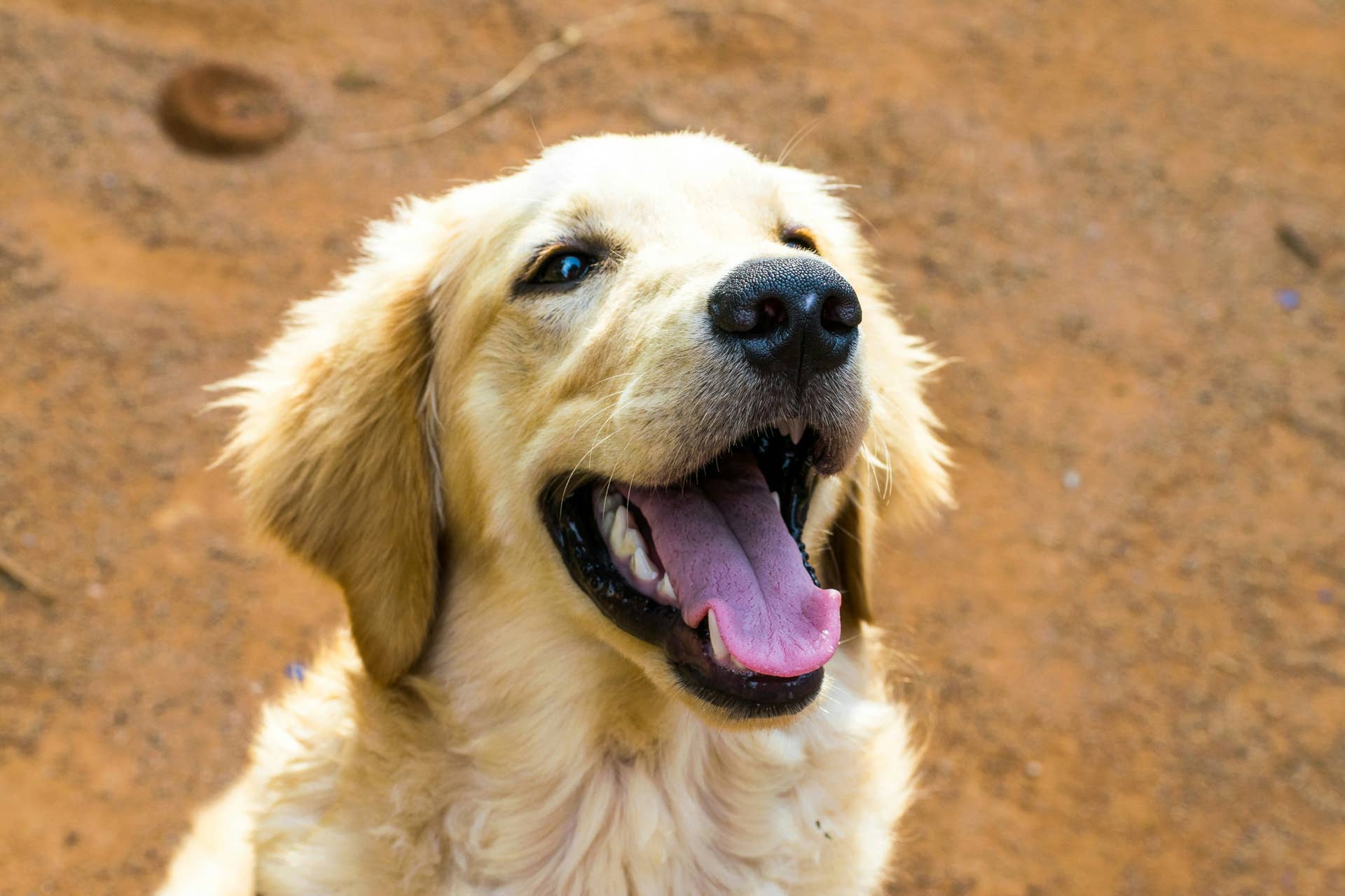 apartment-golden-retriever-finally-gets-his-own-house-and-we-can-t