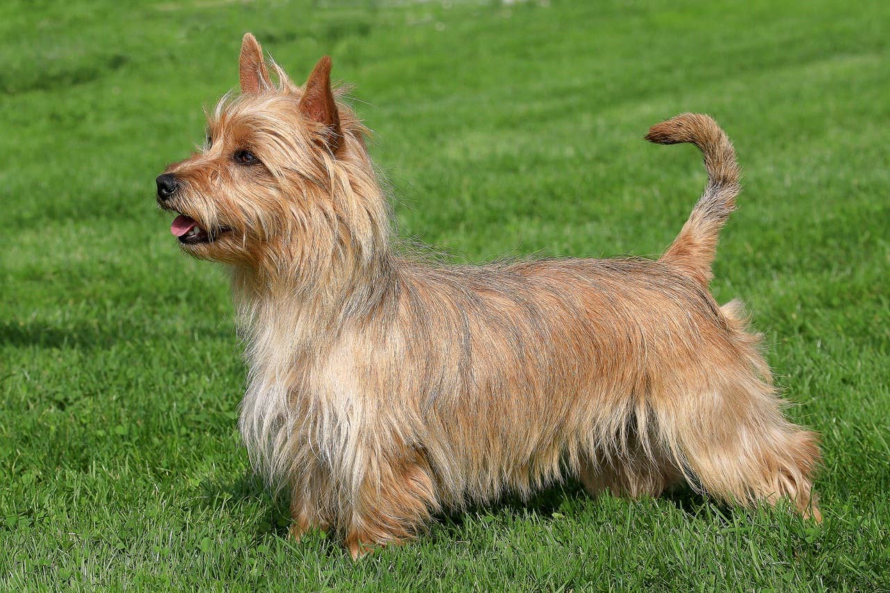 7 Small Guard Dogs That Are Cute, Fierce & Loyal, Say Experts - Parade Pets