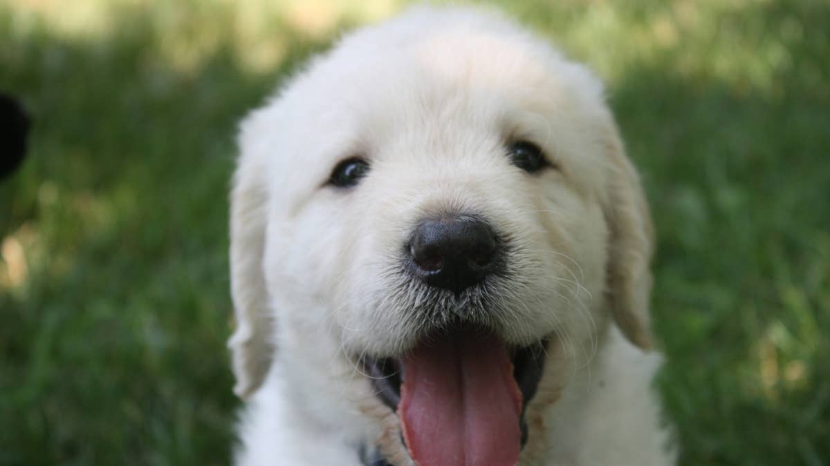 ‘Huge’ 8-Week-Old Golden Retriever Puppy Has the Entire Vet Office Obsessed