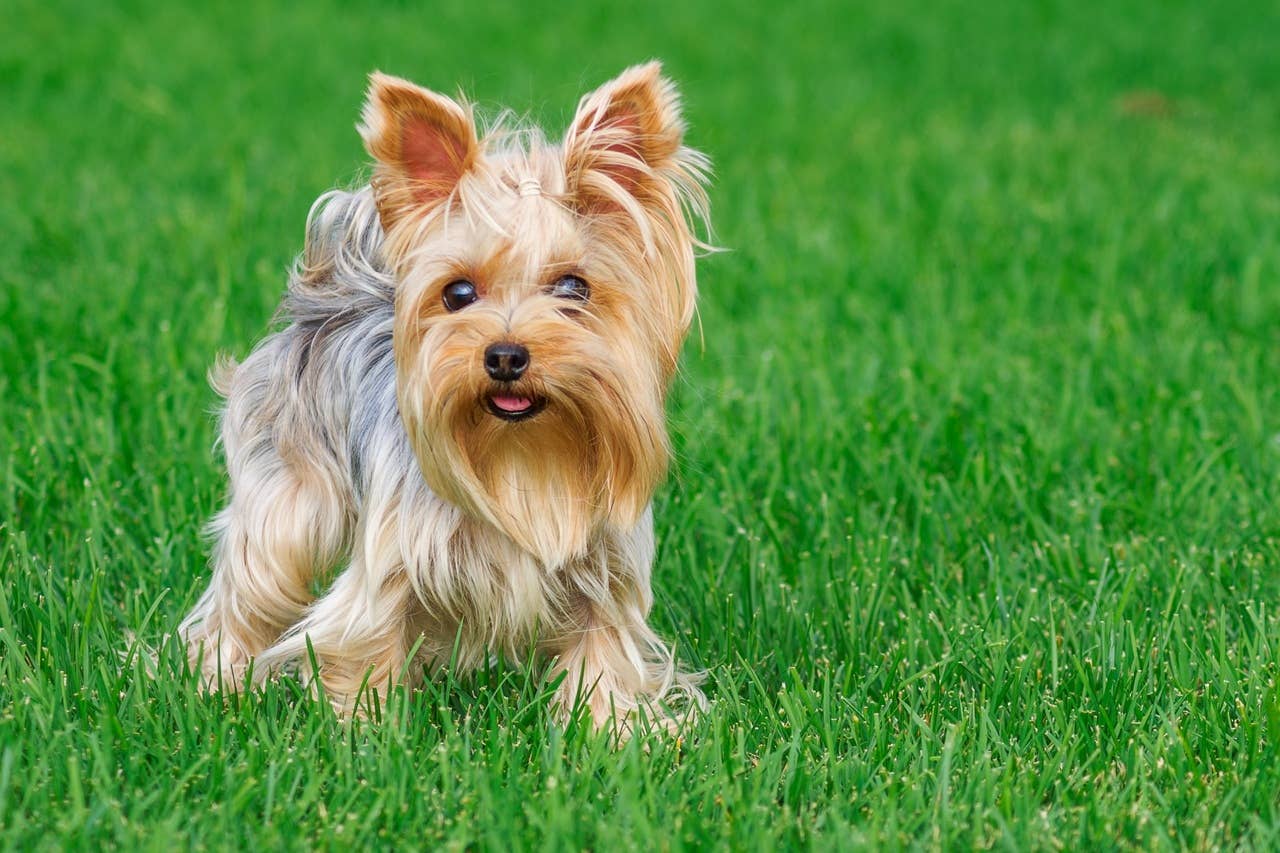 7 Small Hypoallergenic Dog Breeds That Don’t Shed Everywhere - Parade Pets