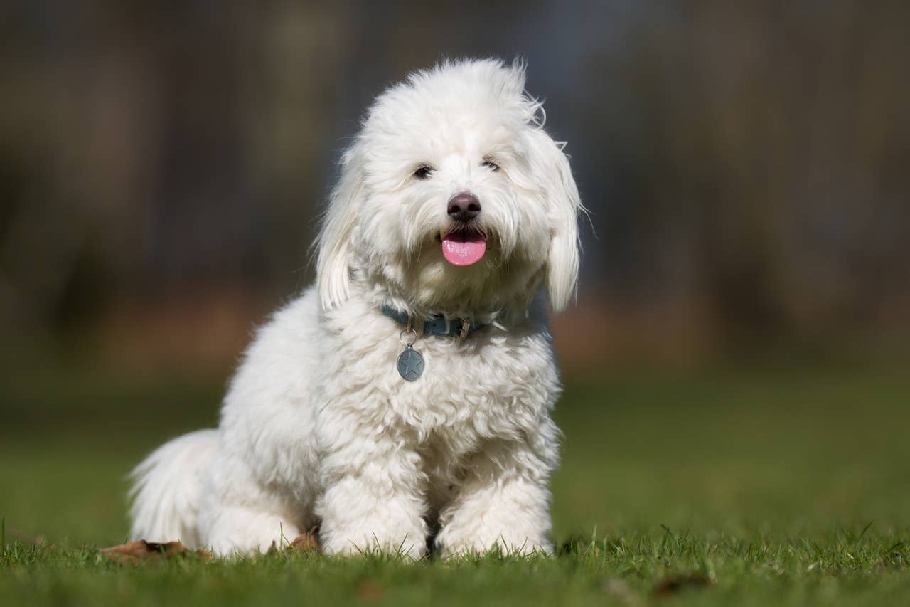7 Small Hypoallergenic Dog Breeds That Don't Shed Everywhere - Parade Pets - Dogs That Are Good For Allergies