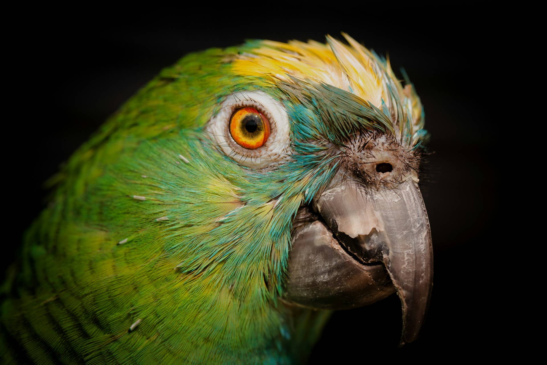 Funny Parrot Sings About Being a 'Bad Boy' Like He's Got Something To ...