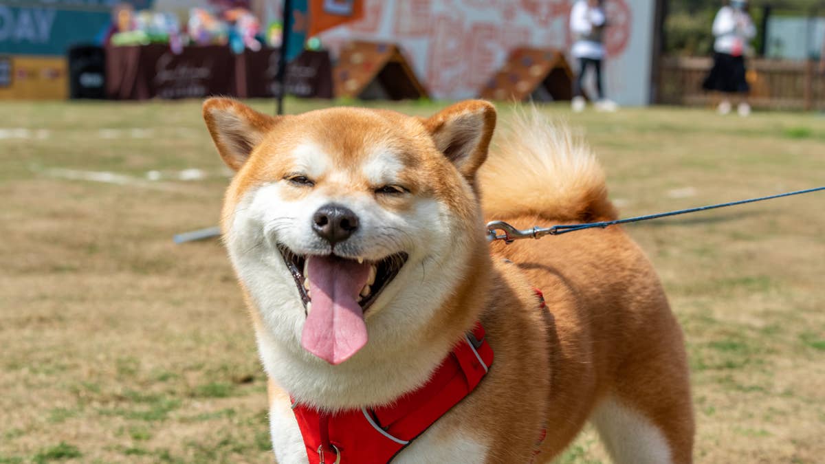 See a Savannah Cat Walk a Shiba Inu on a Leash Around the House ...