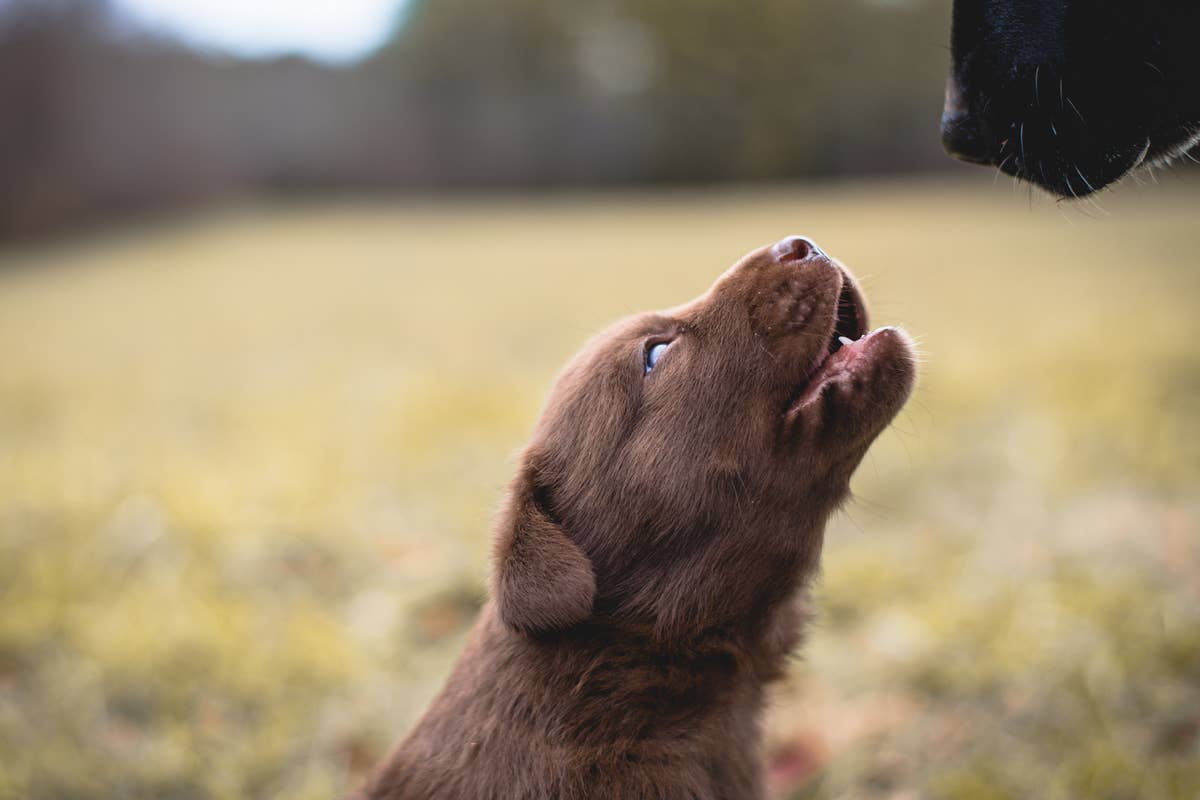 Chocolate Labrador Teaches Human Baby To Howl in Absolutely Precious ...