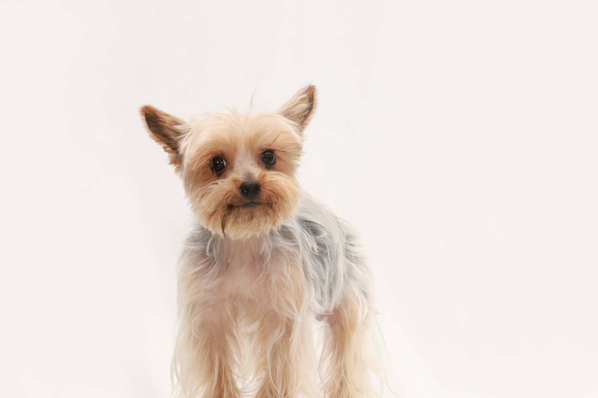 Yorkiepoo's Adorable Toothy Grin Is Enough To Make Anyone Smile for ...