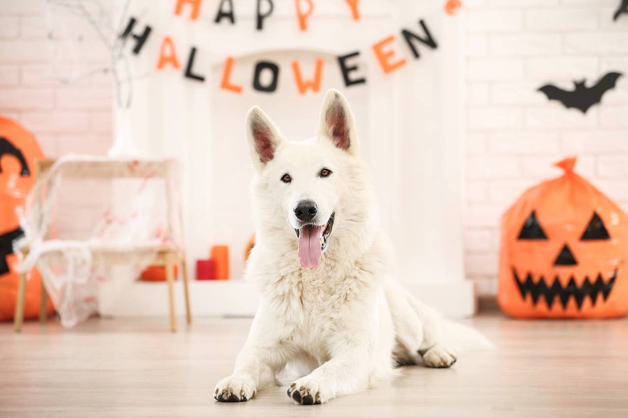 Pyramind Dog 80+ Halloween Dog and Cat Jokes That Are Scary Cute - Parade Pets
