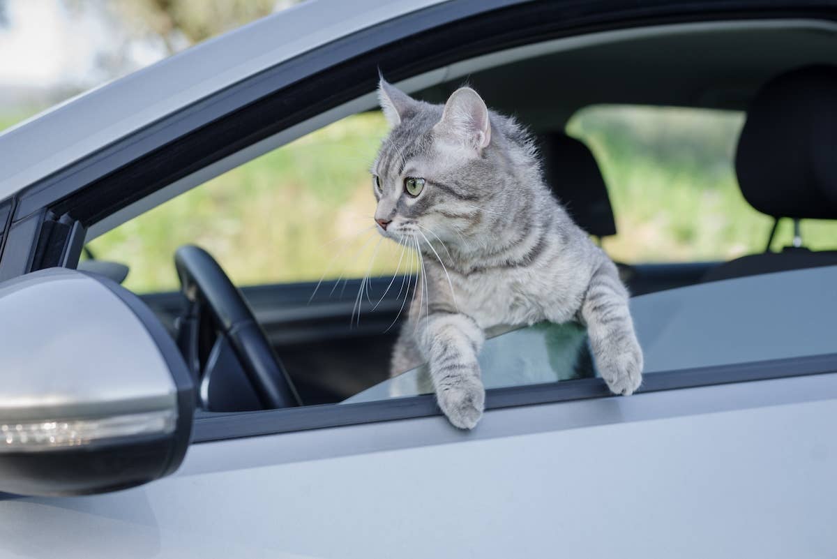 Daredevil Cat Rides on Top of Family's Car for 100 Miles - Parade Pets